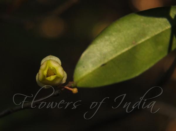 Single-Flowered Orophea